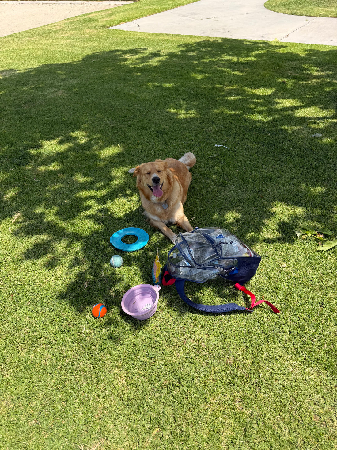 What Your Puppy Needs in the First Year (Bella Edition)”