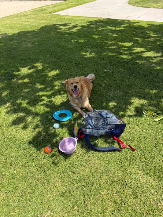 What Your Puppy Needs in the First Year (Bella Edition)”